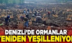 Denizli’de Ormanlar Yeniden Yeşilleniyor