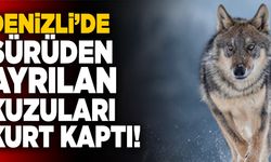 Denizli’de Sürüden Ayrılan Kuzuları Kurt Kaptı!