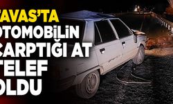 Tavas’ta Otomobilin Çarptığı At Telef Oldu