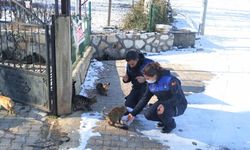 Çal’da Sokak Hayvanlarına Zabıtadan Şefkat Eli