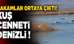 Denizli Kuş Cenneti! Rakamlar Ortaya Çıktı…