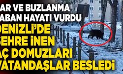 Denizli’de Şehre İnen Aç Domuzları Vatandaşlar Besledi