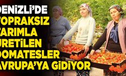 Denizli’de Topraksız Tarımla Üretilen Domatesler Avrupa’ya Gidiyor