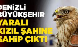 Denizli Büyükşehir Yaralı Kızıl Şahine Sahip Çıktı