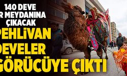 Denizli’de Pehlivan Develer Görücüye Çıktı