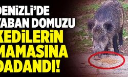 Denizli’de Yaban Domuzu Kedilerin Mamasına Dadandı!