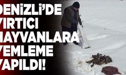 Denizli’de Yırtıcı Hayvanlar İçin Yemleme Yapıldı!