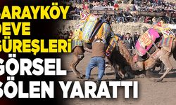 Sarayköy Deve Güreşleri Görsel Şölen Yarattı