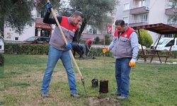 Sarayköy’de Fidan Dikim Çalışmaları Sürüyor