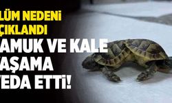 Siyam İkizi Kaplumbağalar “Pamuk” ve “Kale” Öldü