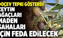 DOÇEV; “Zeytin Ağaçları Maden Sahaları İçin Feda Edilecek”