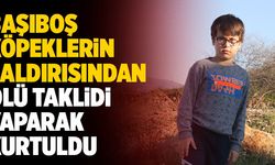 Başıboş Köpeklerin Saldırısından Ölü Taklidi Yaparak Kurtuldu