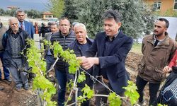 Denizli Büyükşehir Belediyesinden Üzüm Üreticilerine Büyük Destek