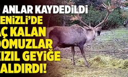 Denizli’de Aç Kalan Domuzlar Kızıl Geyiğe Saldırdı!