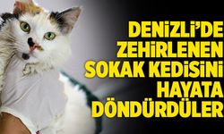 Denizli’de Zehirlenen Sokak Kedisini Hayata Döndürdüler