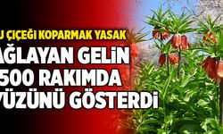 Ağlayan Gelin Çiçeği Denizli’de 1500 Rakımda Yüzünü Gösterdi
