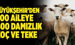 Denizli Büyükşehir’den 200 Aileye 400 Damızlık Koç Ve Teke