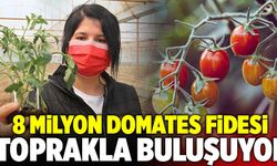 Denizli’de 8 Milyon Domates Fidesi Toprakla Buluşuyor