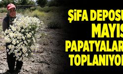 Denizli’de Şifa Deposu Mayıs Papatyaları Toplanıyor