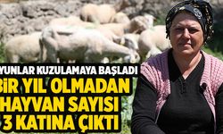 Merkezefendi Belediyesince Kadın Üreticilere Verilen Koyunlar Kuzulamaya Başladı
