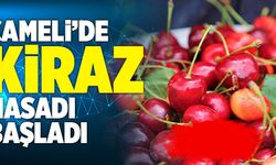 Çameli’de Kiraz Hasadı Başladı