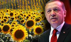 Resmi Gazete’de Yayımlandı! Ayçiçeği, Mısır ve Soyada Gümrük Vergisi Sıfırlandı!