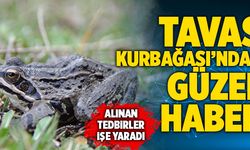 Tavas Kurbağası’ndan Güzel Haber