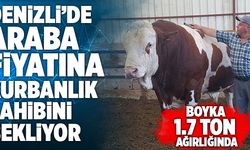 Denizli’de Araba Fiyatına Kurbanlık Sahibini Bekliyor! 1.7 Ton Ağırlığında…