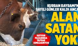 Denizli’de Hayvan Pazarında Kurbanlık Var Alan Yok!