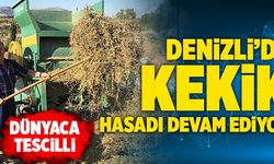 Dünyanın Tescilli Kekik Bahçesi Denizli'de Hasat Devam Ediyor