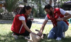 Merkezefendi’de Can Dostlara Mama Ve Su Desteği