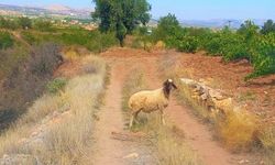 Denizli’de Sürüden Ayrılan Koyunu Tarım Görevlileri Buldu