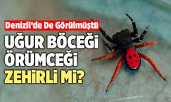 Denizli’de De Görülmüştü! Uğur Böceği Örümceği Zehirli Mi?