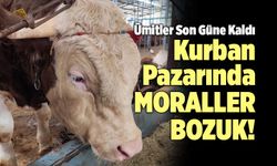 Kurban Pazarında Ümitler Son Güne Kaldı