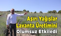 Aşırı Yağışlar Lavanta Üretimini Olumsuz Etkiledi