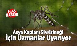 Sivrisinek Alarmı! Uzmanlar Asya Kaplanı Sivrisineği İçin Uyarıyor