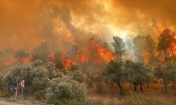 Milas'taki Orman Yangını Büyüyor