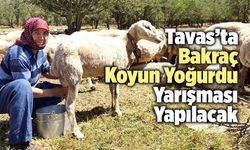 Tavas’ta Bakraç Koyun Yoğurdu Yarışması Yapılacak