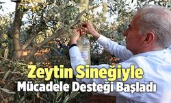 Denizli’de Zeytin Sineğiyle Mücadele Desteği Başladı