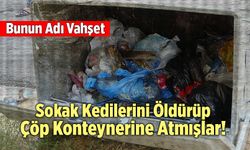 Denizli’de Çöp Konteynerinde Ölü Sokak Kedileri Bulundu