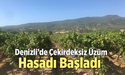 Denizli’de Çekirdeksiz Üzüm Hasadı Başladı