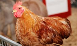 Tavuk Eti Üretimi Yüzde 8,9 Azaldı