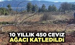10 Yıllık 450 Ceviz Ağacı Katledildi