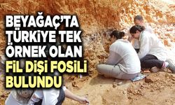 Beyağaç’ta Türkiye Tek Örnek Olan Fil Dişi Fosili Bulundu