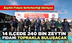 14 İlçede 240 Bin Zeytin Fidanı Toprakla Buluşacak