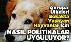 Avrupa Ülkeleri Sokakta Yaşayan Hayvanlar  İçin Nasıl Politikalar Uyguluyor?