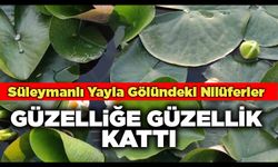 Süleymanlı Yayla Gölündeki Nilüferler Güzelliğe Güzellik Kattı