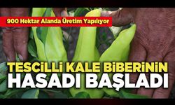 Tescilli Kale Biberinin Hasadı Başladı