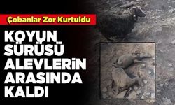 Koyun Sürüsü Alevlerin Arasında Kaldı