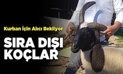 Sıra Dışı Koçlar Alıcılarını Bekliyor